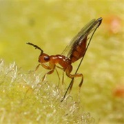 Fig Wasp
