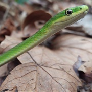 Rough Green Snake