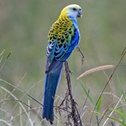Pale-Headed Rosella
