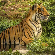 Satpura Tiger Reserve, India