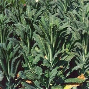 Negro Romano Lacinato Kale