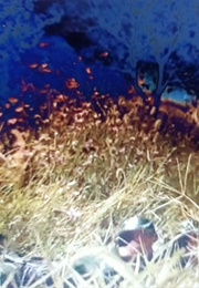 Snakes and Ladders (Bahar Behbahani) (2012)