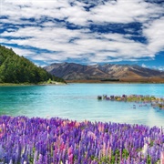 Lake Tekapo, South Island, New Zealand
