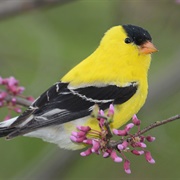 Highlandtown Wildlife Area (Columbiana County)