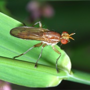 Marsh Fly