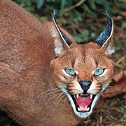 Caracal