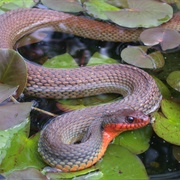 Red Bellied Water Snake