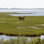 Assateague State Park