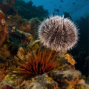 See Sea Urchins in the Wild