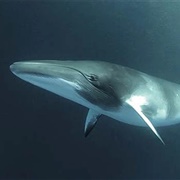 Antarctic Minke Whale
