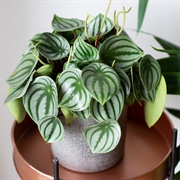 Watermelon Peperomia