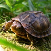 Box Turtle