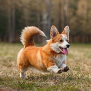 Corgi
