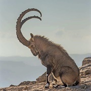 Nubian Ibex
