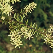 Tōtara (Podocarpus Totara)