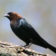 Brown Headed Cowbird