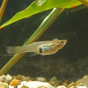 Mosquitofish
