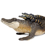 Toy Alligator