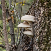 Elm Oyster Mushroom (Hypsizygus Ulmarius)