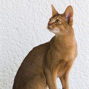 Groom an Abyssinian
