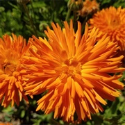 Orange Calendula