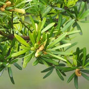 Arius (Podocarpus Costalis)
