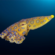 Blue Ringed Octopus