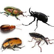 Beetles
