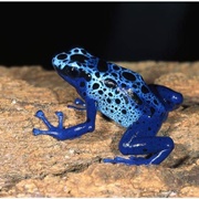 Poison Dart Frog