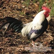 Silver Duckwing OEG Bantam