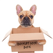 Donate Food/Toys to an Animal Shelter