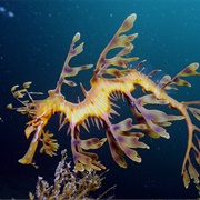 Seen a Wild Leafy Sea Dragon