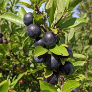 Beach Plum (Prunus Maritima)