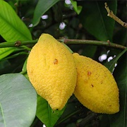 Charichuela (Garcinia Madruno)