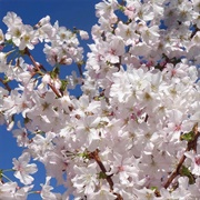Japanese Alpine Cherry (Prunus Nipponica)