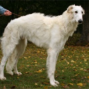 Groom a Borzoi