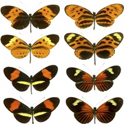 Heliconians