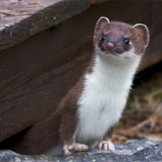 Weasel