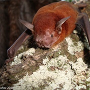 Lesser Bulldog Bat