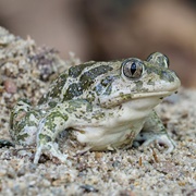 Eastern Spadefoot