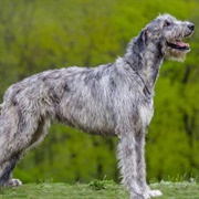 Groom an Irish Wolfhound