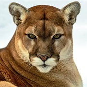 Cougar