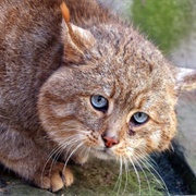 Chinese Mountain Cat