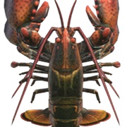 Lobster