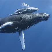 Bowhead Whale