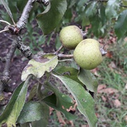 Oleaster-Leafed Pear (Pyrus Elaeagrifolia)