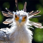 Secretary Bird