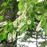 Hokkaido Bird Cherry (Prunus Ssiori)