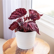 Rex Begonia