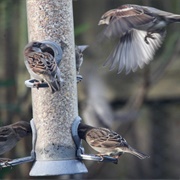A Quarrel of Sparrows